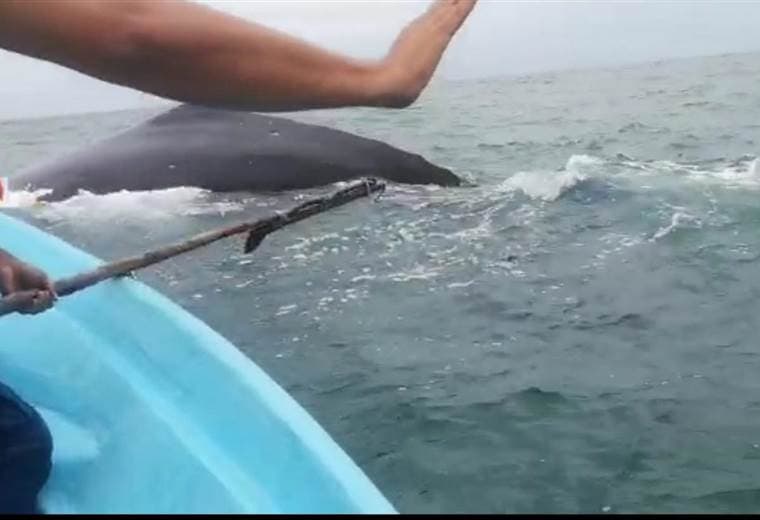 Video: Guardacostas rescatan a ballena enredada en redes de pesca