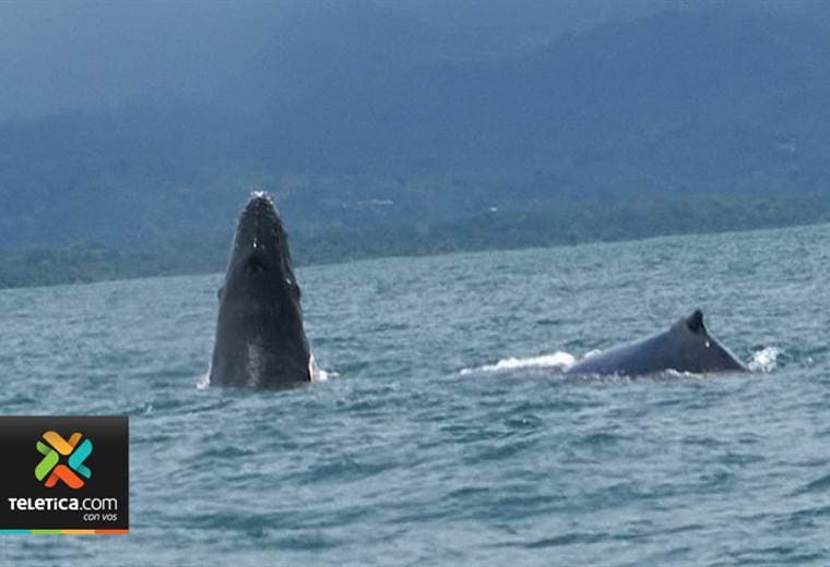 Avistamiento de ballenas empieza a vivir su mejor época del año en el Pacífico