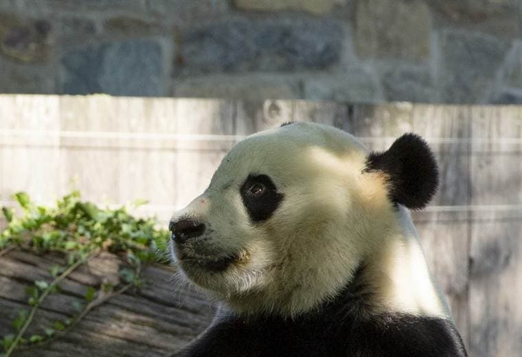 El panda gigante Bei Bei celebra su cuarto cumpleaños en un zoológico de EE.UU.