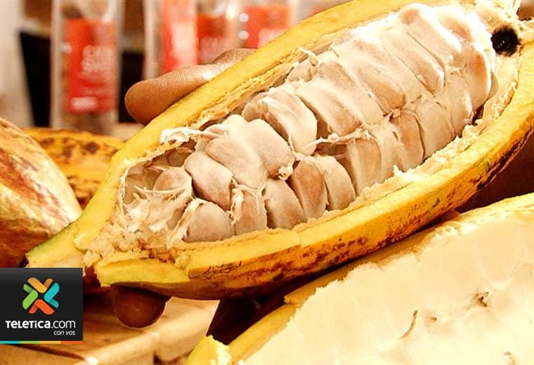 Con clases de cocina, galería cultural y cacao, un emprendedor promociona la provincia de Limón