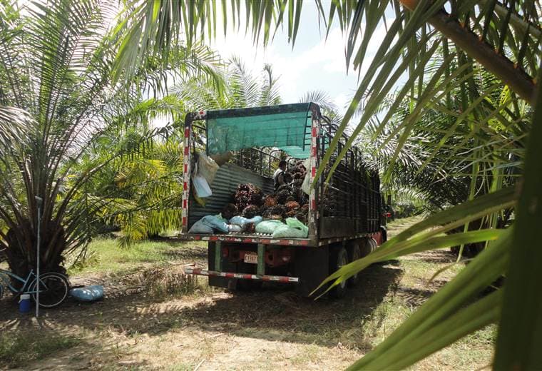 Estudio advierte sobre riesgos a la salud que enfrentan trabajadores en cultivos de palma aceitera