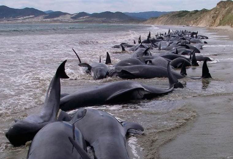Unas 50 ballenas piloto se quedan varadas en la costa de Islandia, 20 murieron