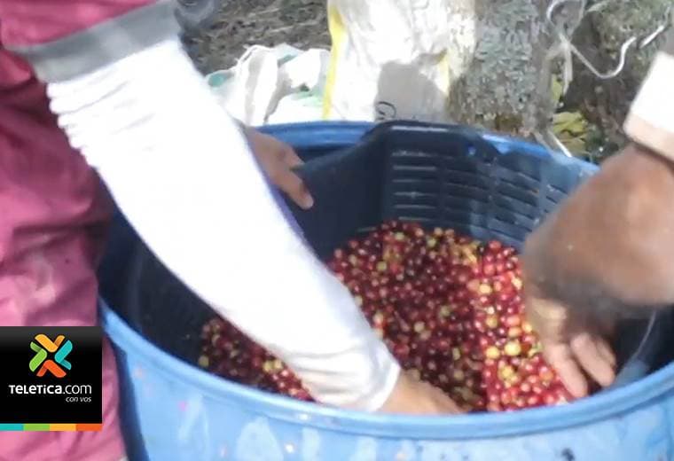 39.000 productores viven de las cosechas de café en nuestro país