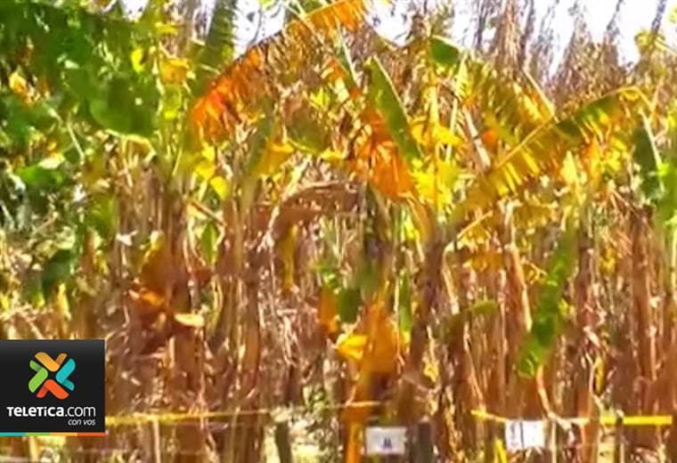 MAG toma medidas de urgencia para impedir ingreso de hongo que devastaría los cultivos de banano