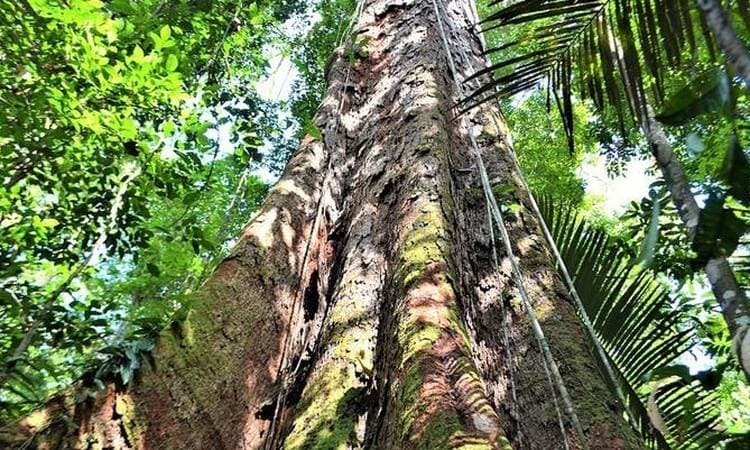 Brasil enviará militares a la Amazonía para combatir deforestación