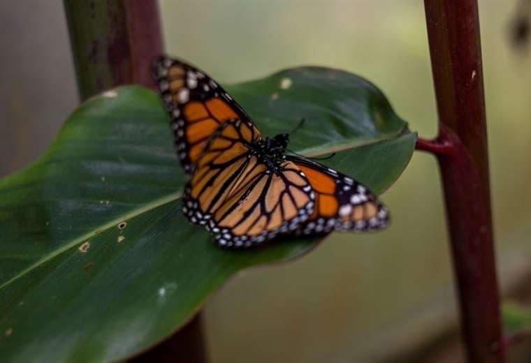 Homero Gómez: encuentran muerto al defensor de la mariposa monarca en México