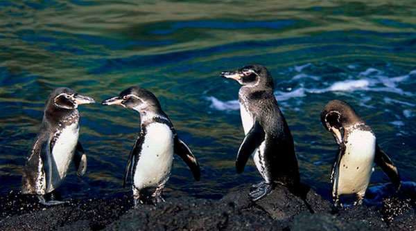 Esperan recuperar población del pingüino de Galápagos ante mayor expectativa de vida