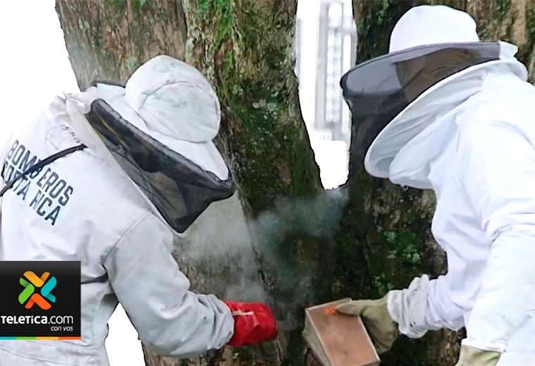 Bomberos registran casi 14 mil incidentes con abejas y avispas este año