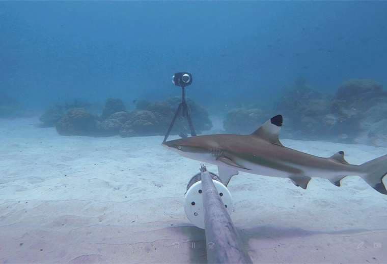 Cámaras submarinas captan 29 especies de tiburones y rayas en aguas ticas