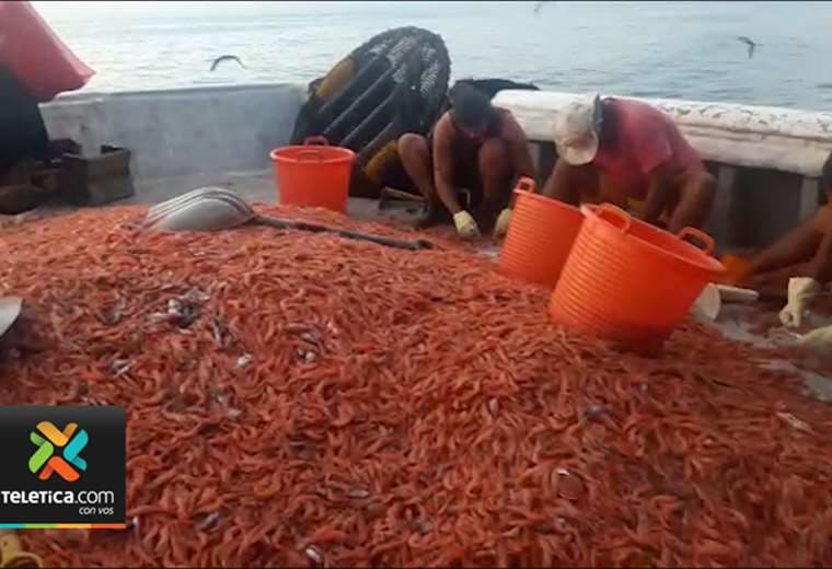 Diputados sepultan, en definitiva, pesca de arrastre de camarón en Costa Rica