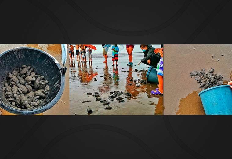 Liberan 96 tortugas Lora en playa de Osa