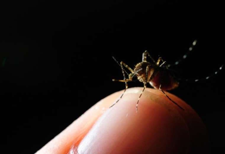 ¿Hay esperanza de erradicar el virus del dengue?