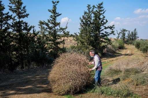 Cambio climático amenaza cultivo milenario de olivos en Chipre