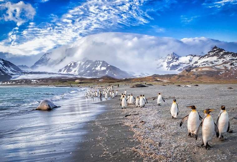 Iceberg gigante amenaza colonias de pingüinos en el Atlántico Sur