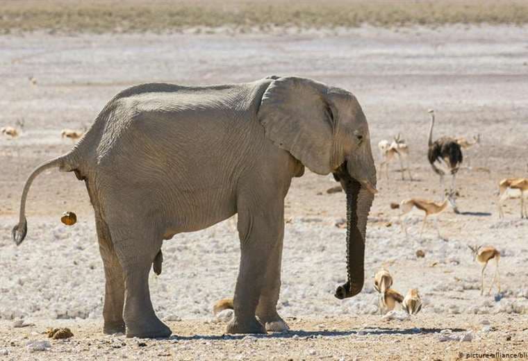Namibia pone a la venta 170 elefantes debido a la sequía