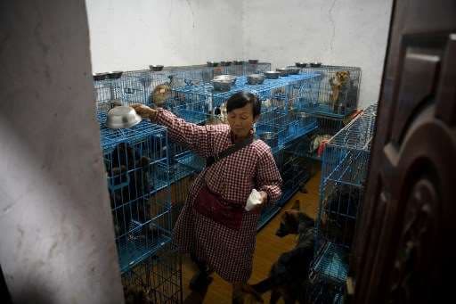 Jubilada china comparte casa con 1.300 perros