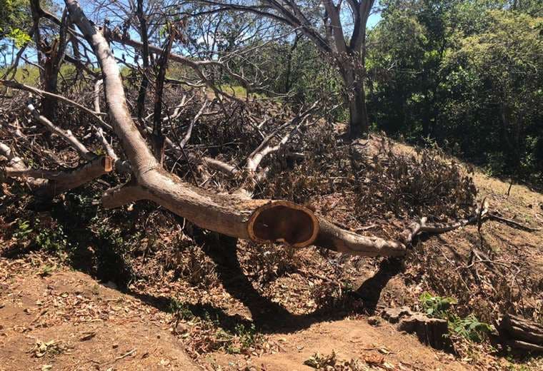 Cinco personas detenidas por tala de árboles en áreas protegidas