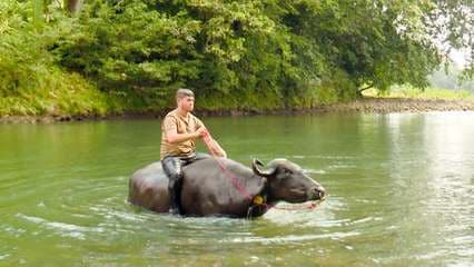 Disfrute de una experiencia única nadando con búfalos en Sarapiquí