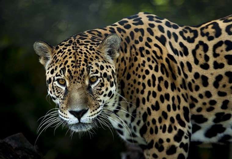 Brasil: incendios amenazan humedal con mayor reserva de jaguares