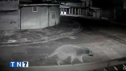 Presencia de mapaches en un barrio en Paso Ancho de San José inquieta a vecinos