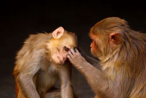 Controvertido estudio con monos reaviva el debate sobre las pruebas con animales