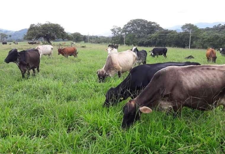 Detectan en Brasil dos casos atípicos de "vacas locas"
