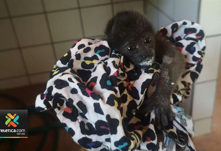 Rescatan cría de mono congo tras sufrir descarga eléctrica