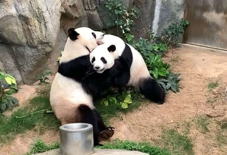 Coronavirus: una pareja de pandas logró aparearse (en la privacidad de la cuarentena) después de 10 años de intentarlo