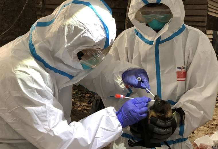 "Cazadores de virus": los científicos que estudian murciélagos para prevenir futuras pandemias