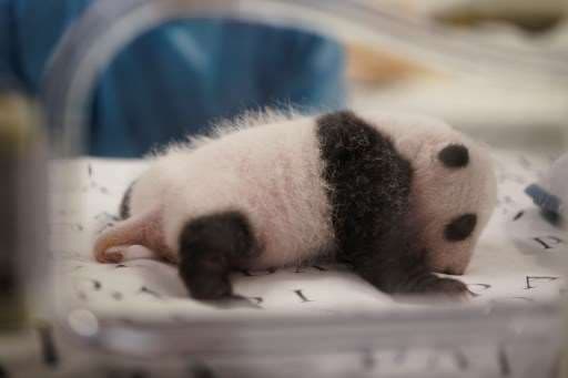 Primer nacimiento de un panda gigante en Holanda