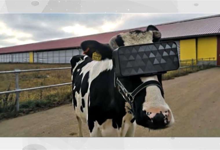 Vacas utilizan gafas de realidad virtual para relajarse en Moscú