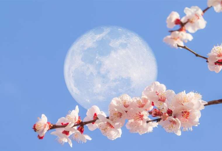 Luna de flores: la última superluna del año que se puede ver esta semana