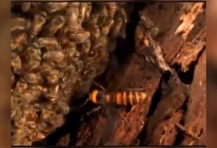 Video: la ingeniosa defensa de las abejas japonesas contra el “avispón asesino”