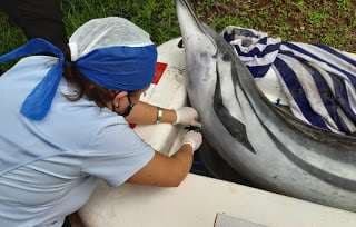 Delfines que encallaron en playa guanacasteca murieron por bactería en el cerebro