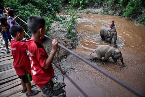 Ola migratoria de elefantes en Tailandia por el coronavirus