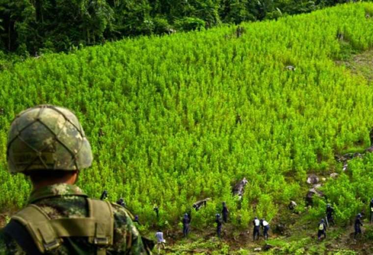 Colombia reduce narcocultivos aunque producción de cocaína se mantuvo estable en 2019