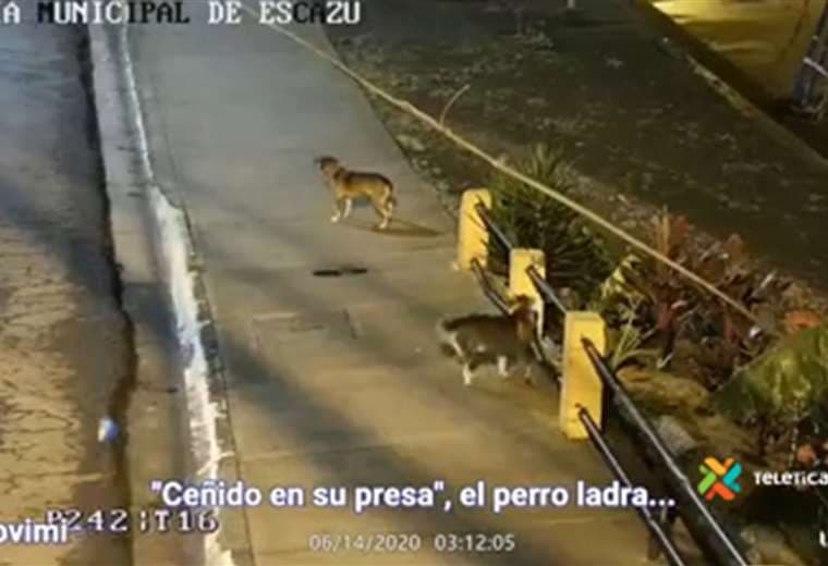 Perro callejero delata a ladrón en Escazú