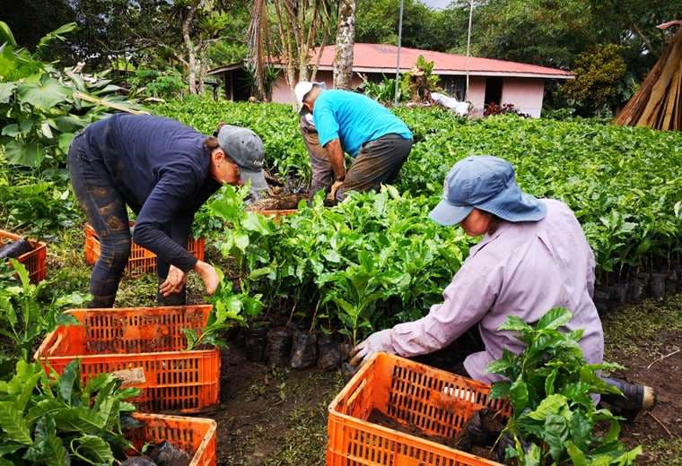 Coto Brus: caficultores reciben 35 mil plantas para renovar café