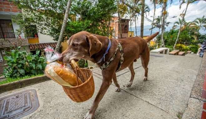 Colombia: asaltan a perrito que repartía compras de supermercado