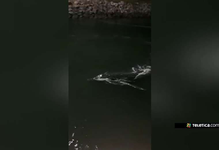 Video: cría de ballena jorobada llegó herida al muelle de Caldera