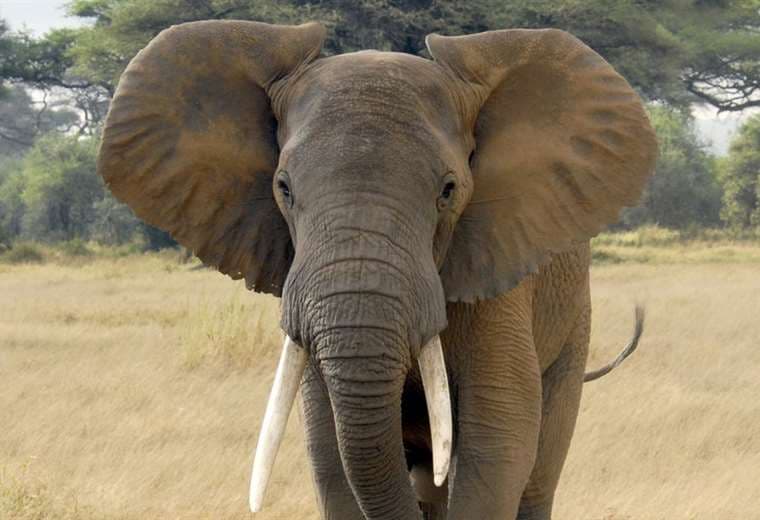 Misterio rodea muerte "sin precedentes" de cientos de elefantes