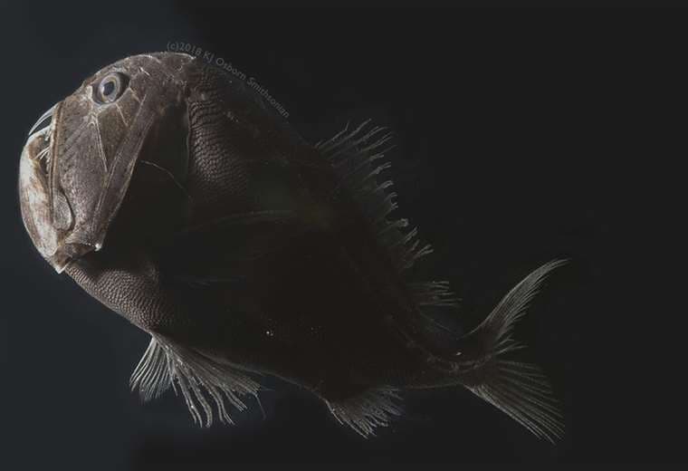Los peces ultranegros que atrapan luz para hacerse "invisibles" 