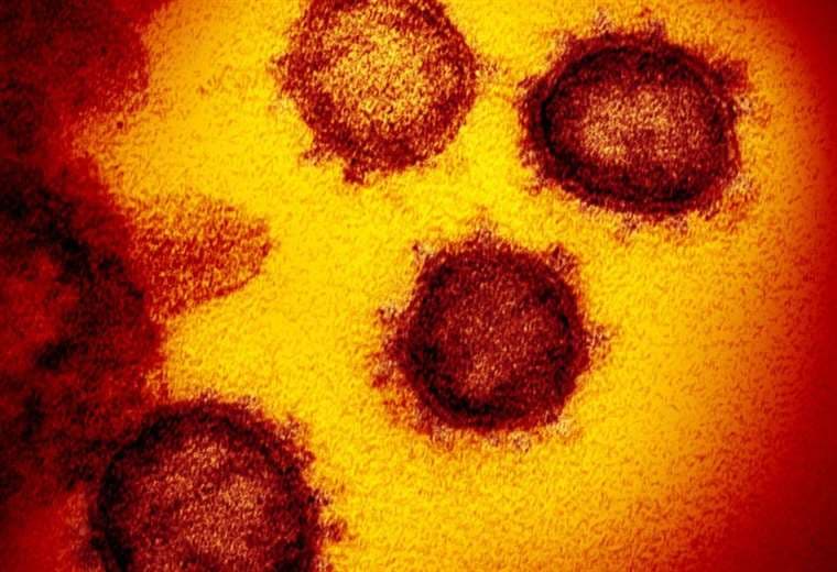 ¿Podremos curar el COVID-19 engañando al virus?