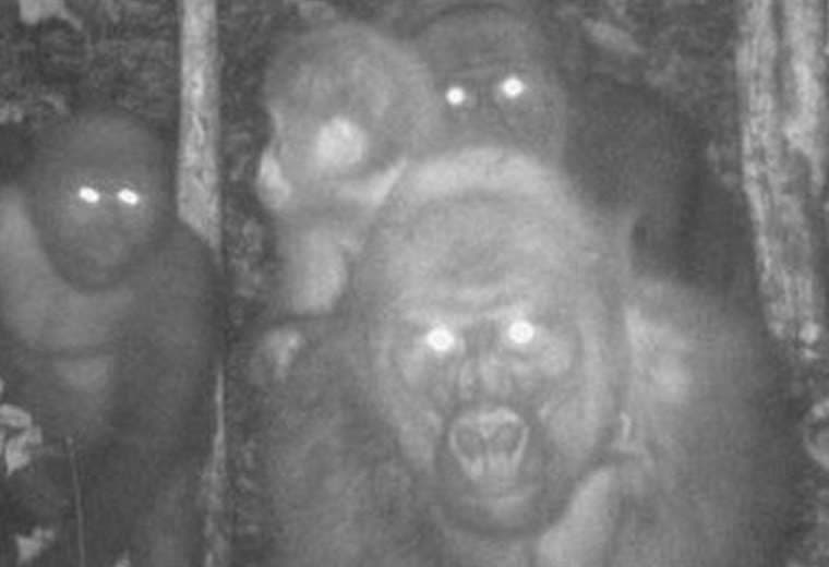 Las insólitas imágenes del gorila más difícil de ver en el mundo