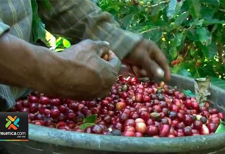 Más de 7 mil panameños ingresarán al país para recolectar café
