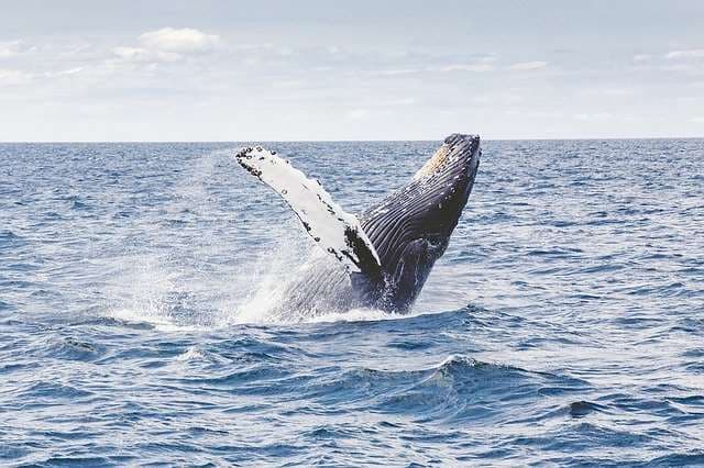 Incopesca analizará aplazar cobro de carné para ver ballenas