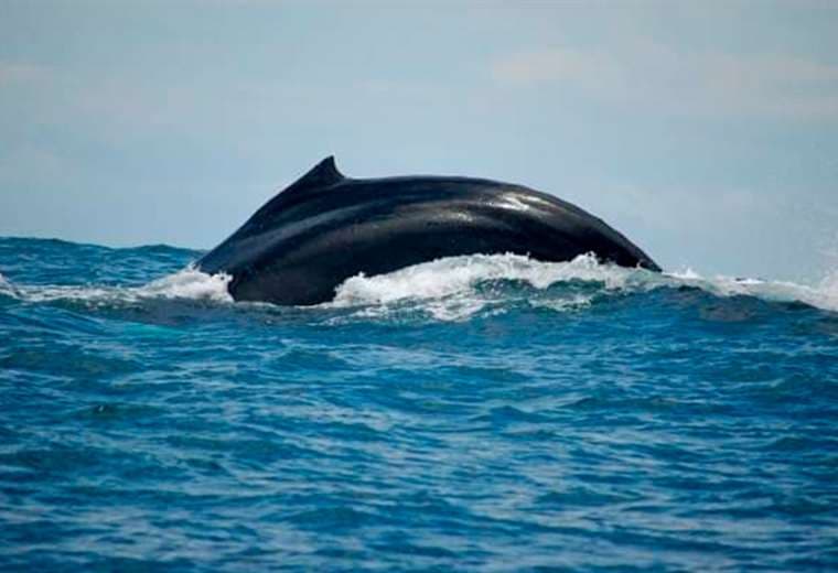 Webinar gratuito sobre avistamiento de ballenas
