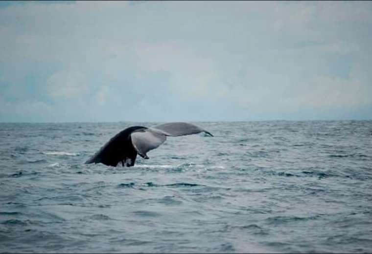 MAG pide a Incopesca suspender cobro de carné para ver ballenas