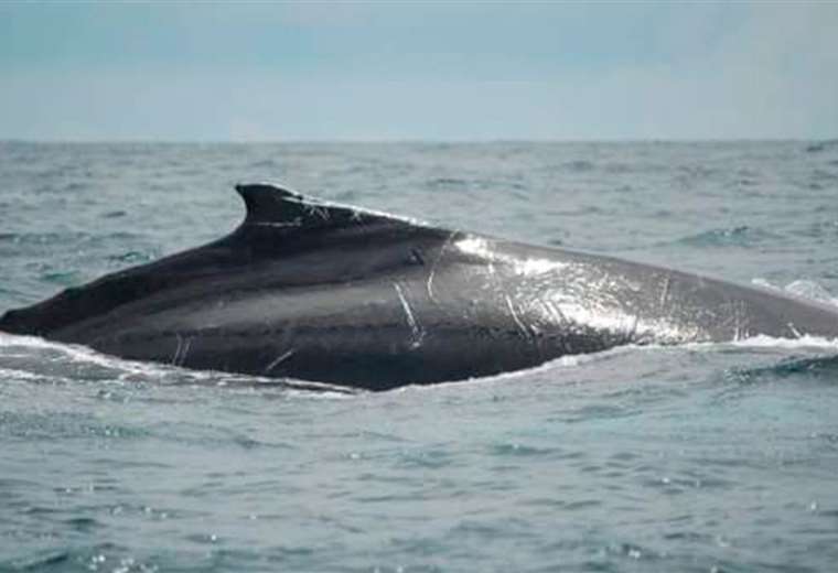Cámara de Turismo Osa: “Cobrar por ver ballenas es improcedente”