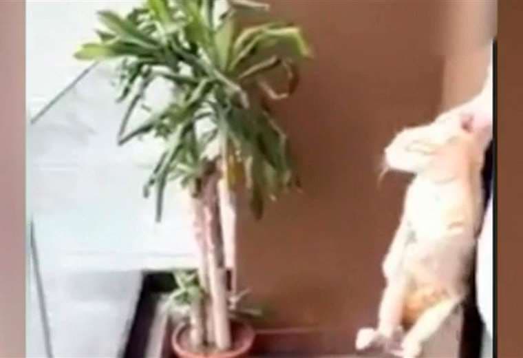 Agentes judiciales visitaron condominio donde hombre lanzó gato